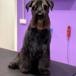 Mr & Mrs Dog - Peluquería Canina Y Alimentación Natural – Peluquería Canina en Oviedo