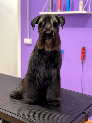 Mr & Mrs Dog - Peluquería Canina Y Alimentación Natural en Asturias