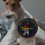 Mr. Fox And Friends – Peluquería Canina en Pamplona