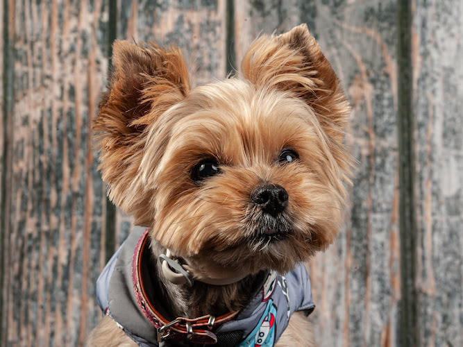 Mr.blacky Mascotas en Barcelona