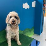 Mundog – Peluquería Canina en Santander