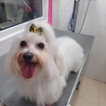 My Dear Pet – Peluquería Canina en Santander