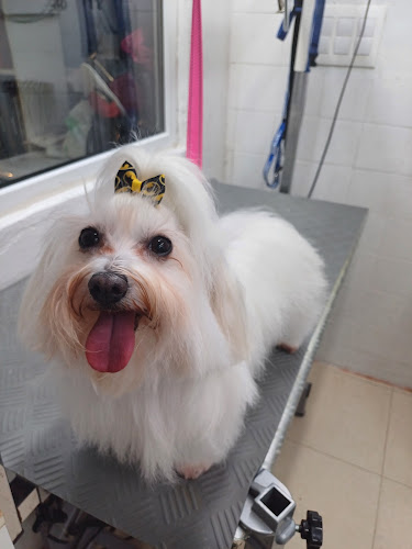 My Dear Pet en Cantabria