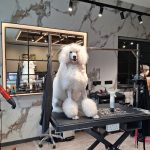 My Dolce Mia – Peluquería Canina en Gijón