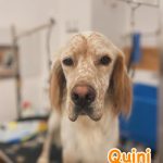 Nalonpets – Peluquería Canina en Langreo