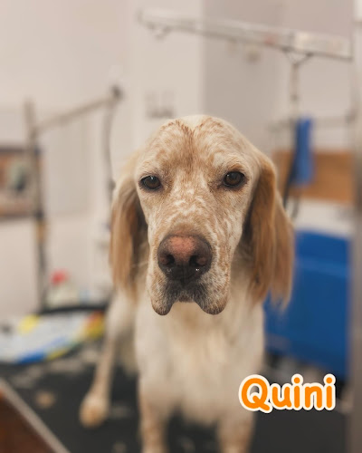 Nalonpets en Asturias