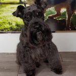 Nani &Friends. Peluquería Canina – Peluquería Canina en Oviedo