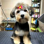 Nativus Avigan • Peluquería Canina, Alimentación Y Productos Para Mascotas – Peluquería Canina en Langreo
