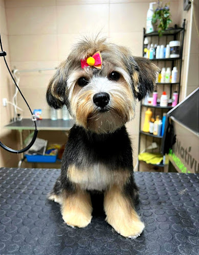 Nativus Avigan • Peluquería Canina, Alimentación Y Productos Para Mascotas en Asturias