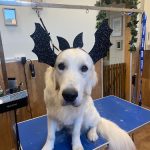 Nativus Norpienso · Peluquería Canina, Alimentación Y Productos Para Mascotas – Peluquería Canina en Langreo