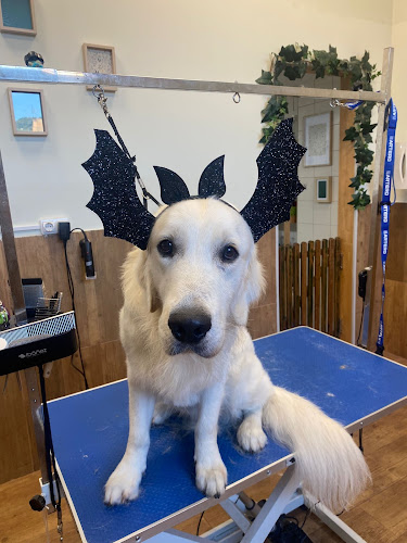 Nativus Norpienso · Peluquería Canina, Alimentación Y Productos Para Mascotas en Asturias