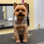 Nativus Roycan · Peluquería Canina, Alimentación Y Accesorios – Peluquería Canina en Mieres