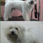 Niko, Peluquería De Perros – Peluquería Canina en Bilbao