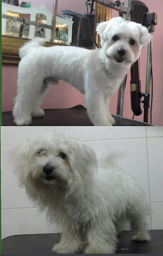 Niko, Peluquería De Perros en Biscay