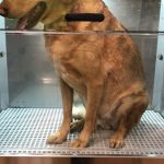 Noeral Salou – Peluquería Canina en Salou
