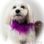 Noni Pets, Peluquería Canina, Terapias De Reiki, Ozonoterapia Y Spa Para Mascotas – Peluquería Canina en Santander