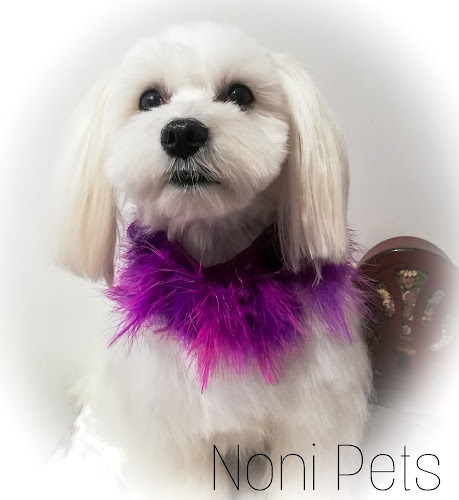 Noni Pets, Peluquería Canina, Terapias De Reiki, Ozonoterapia Y Spa Para Mascotas en Cantabria