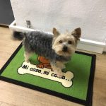 Nunchican – Peluquería Canina en Oviedo