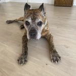 Oh My Dog! Palma Peluquería Canina Y Guarderia – Peluquería Canina en Palma