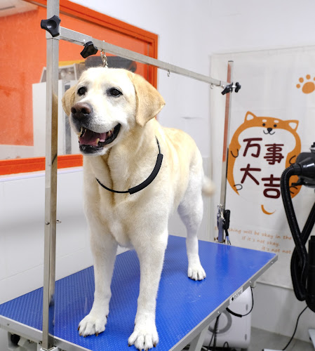 Oh My Dog!Peluquria Canina(Con Cita Previa) en Madrid