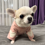 Oh My Paws! – Peluquería Canina en Sta Brígida