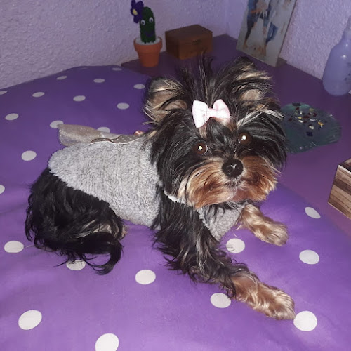 Okapi Tienda De Mascotas en Zaragoza