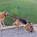 Ovi-Can – Peluquería Canina en Oviedo