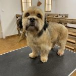 Oviedog – Peluquería Canina en Oviedo