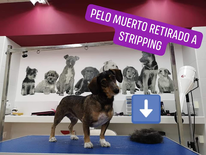 Owanda El Barrio De Las Mascotas en Sevilla