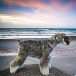 Padog Grooming Salón Y Spa – Peluquería Canina en Mieres