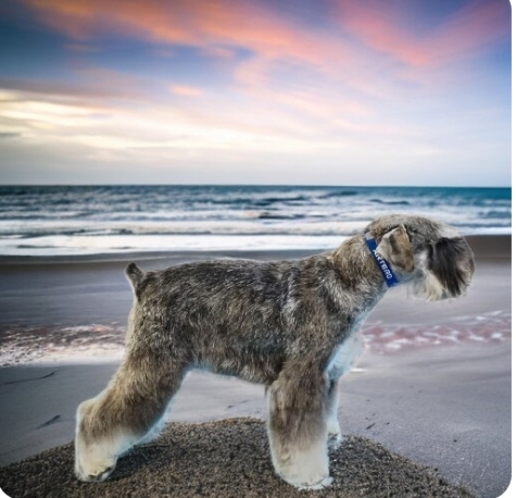 Padog Grooming Salón Y Spa en Asturias