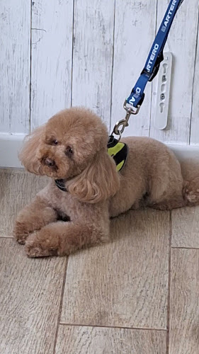 Pakypet: Peluquería Y Estética Canina en Madrid