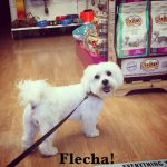 Papillonmadrid Peluqueria Canina – Peluquería Canina en Majadahonda