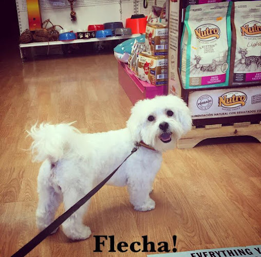 Papillonmadrid Peluqueria Canina en Madrid