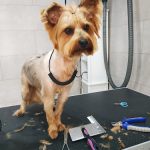 Paradís Guau Guau – Peluquería Canina en Calafell