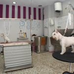 Paraíso Animal – Peluquería Canina en Castellón De La Plana