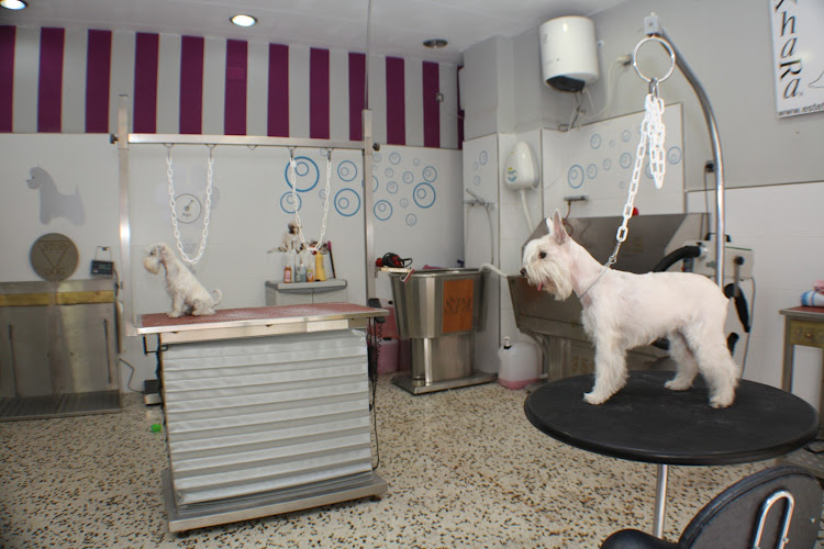 Paraíso Animal en Castellón