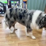 Paraíso Peludo - Peluquería Canina Y Tienda De Alimentación Natural – Peluquería Canina en Oviedo