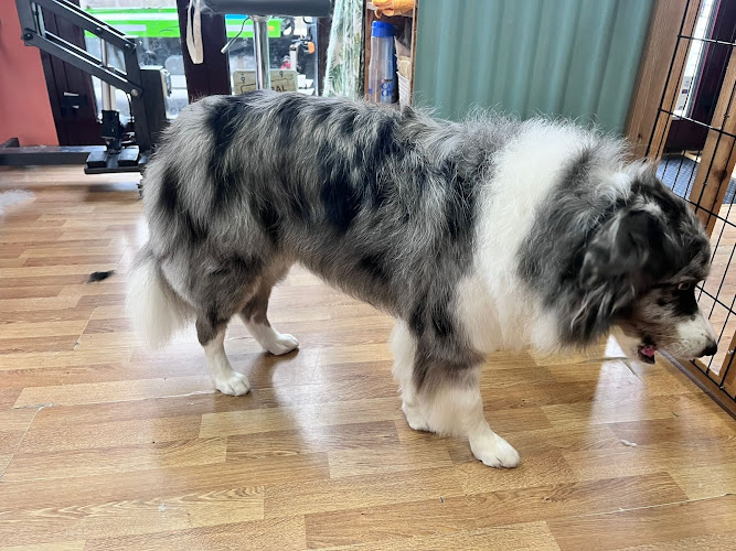 Paraíso Peludo - Peluquería Canina Y Tienda De Alimentación Natural en Asturias