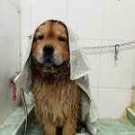 Patas Con Estilo – Peluquería Canina en Alcantarilla