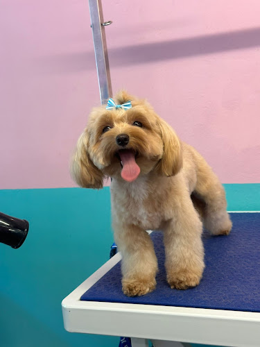 Patitamiga en Barcelona