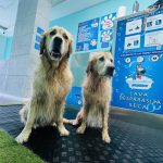 Patitas Felices Autolavado – Peluquería Canina en Las Palmas De Gran Canaria