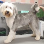 Patitas Palma – Peluquería Canina en Palma