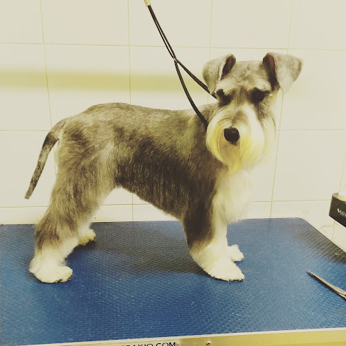 Patitas Peluquería Canina Málaga en Málaga