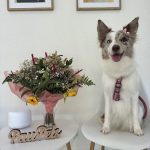 Paupets Peluquería Canina By Paula García – Peluquería Canina en El Campello