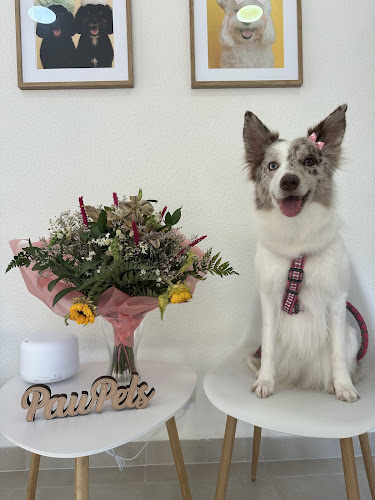 Paupets Peluquería Canina By Paula García en Alicante
