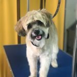 Paws Peluqueria Canina Y Felina – Peluquería Canina en El Campello