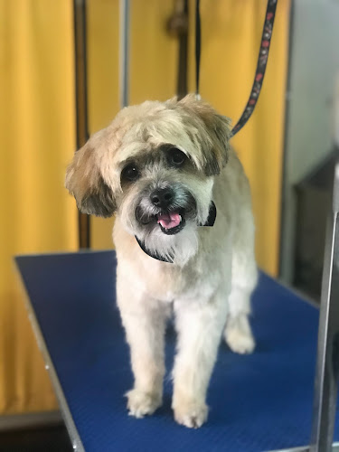 Paws Peluqueria Canina Y Felina en Alicante