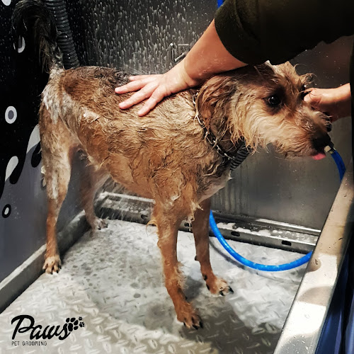 Paws Santutxu en Biscay