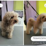 Pelkitas – Peluquería Canina en Castro-urdiales